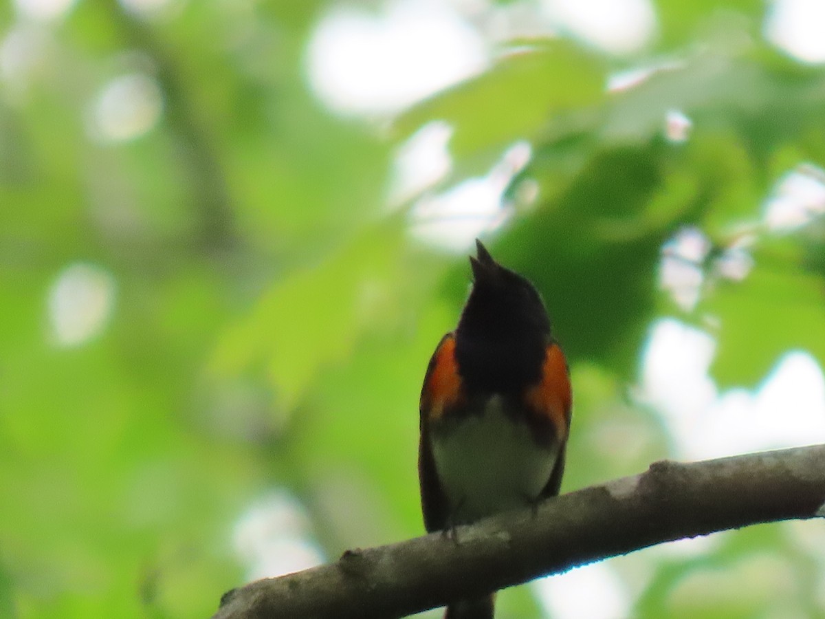 American Redstart - John Gaglione