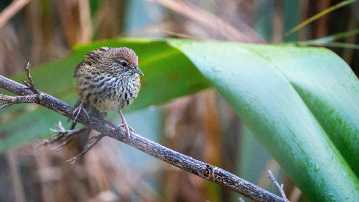 New Zealand Fernbird - Brendan Tucker