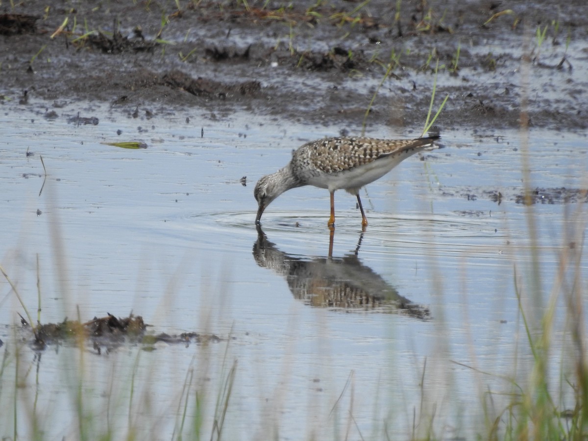 Lesser Yellowlegs - ML619197653