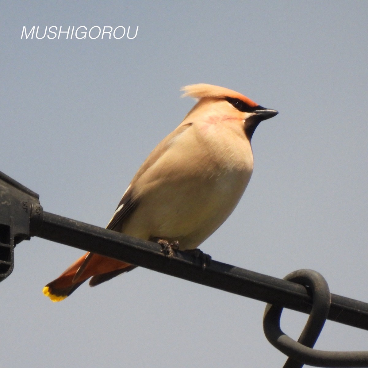 Bohemian Waxwing - Shinsuke Kikuchi