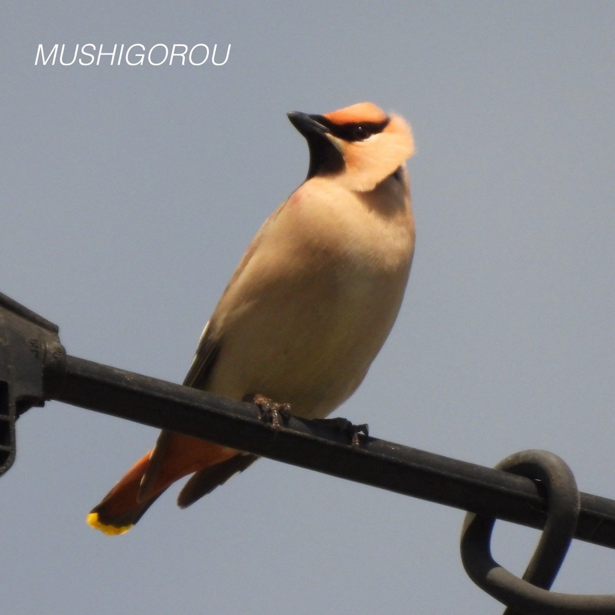 Bohemian Waxwing - Shinsuke Kikuchi