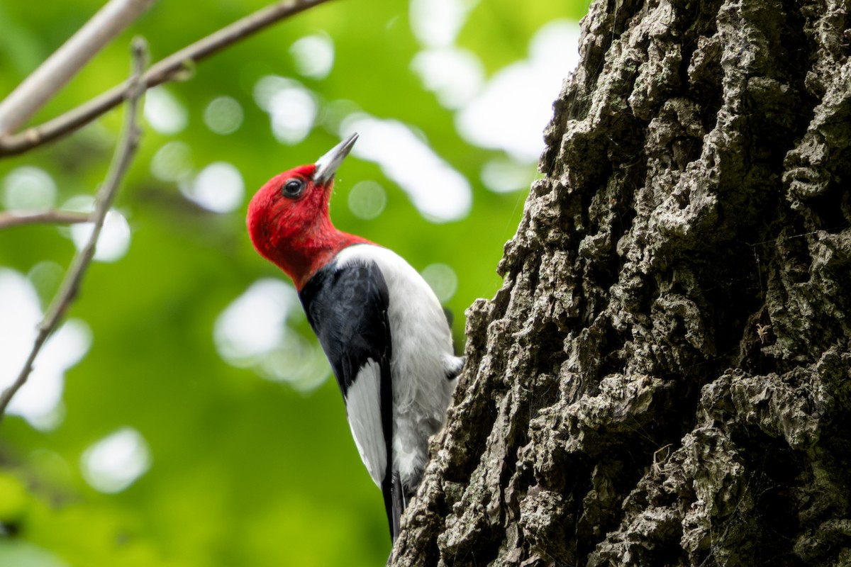 Red-headed Woodpecker - Brad Reinhardt