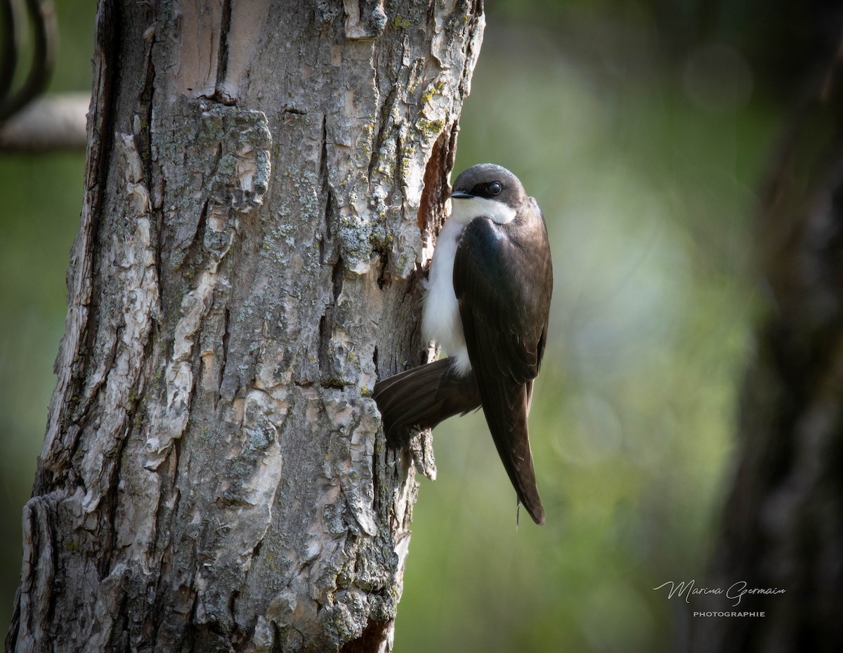 Tree Swallow - Marina Germain