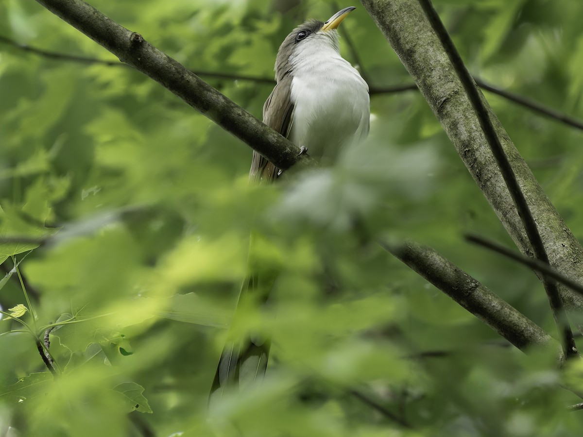 Yellow-billed Cuckoo - Grant Price