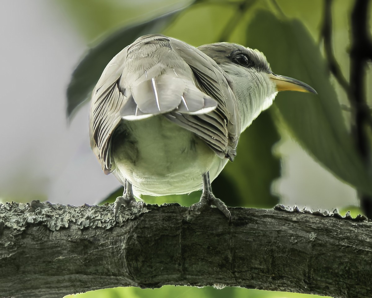 Yellow-billed Cuckoo - Grant Price