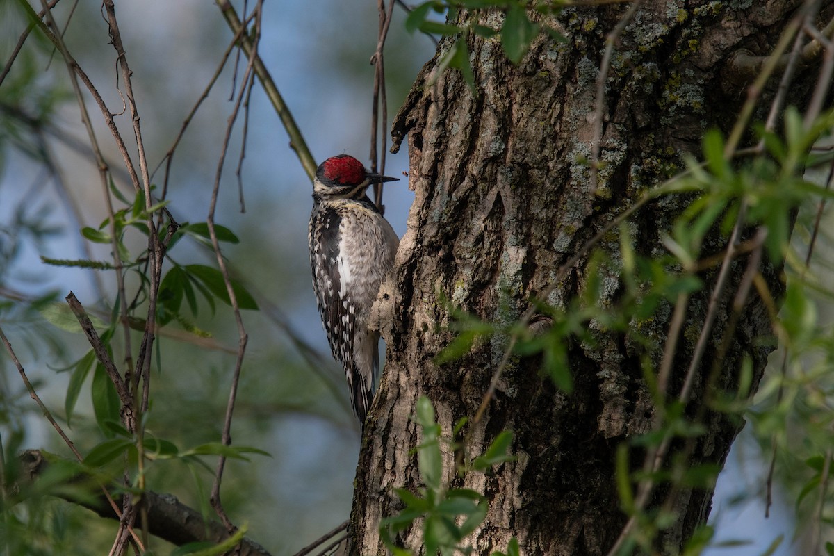 Yellow-bellied Sapsucker - ML619197722