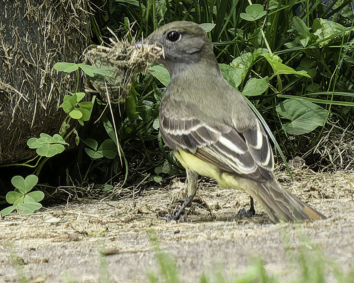 Great Crested Flycatcher - ML619197729