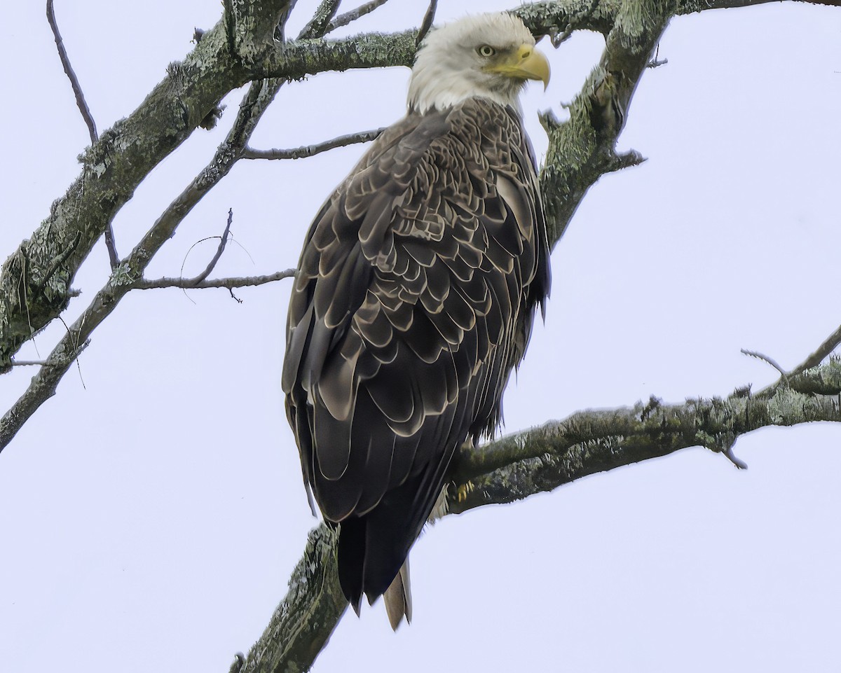 Bald Eagle - ML619197740