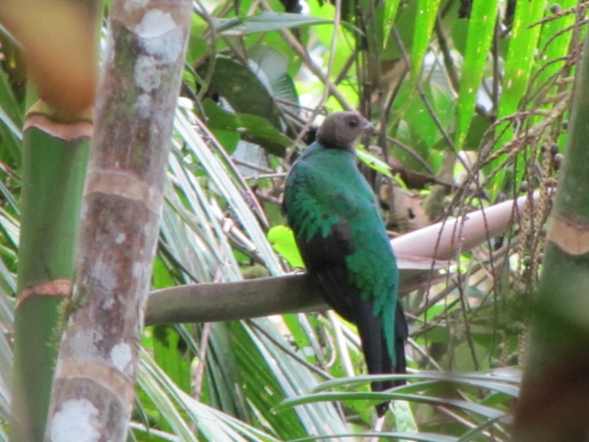 Golden-headed Quetzal - Sabrina Hepburn