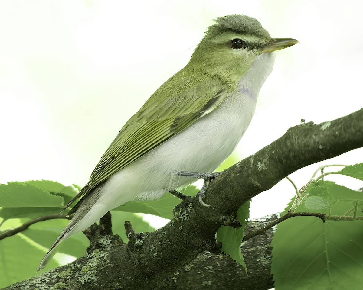 Red-eyed Vireo - Grant Price