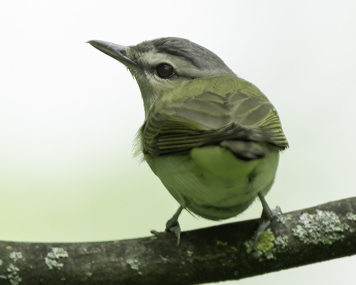 Red-eyed Vireo - Grant Price