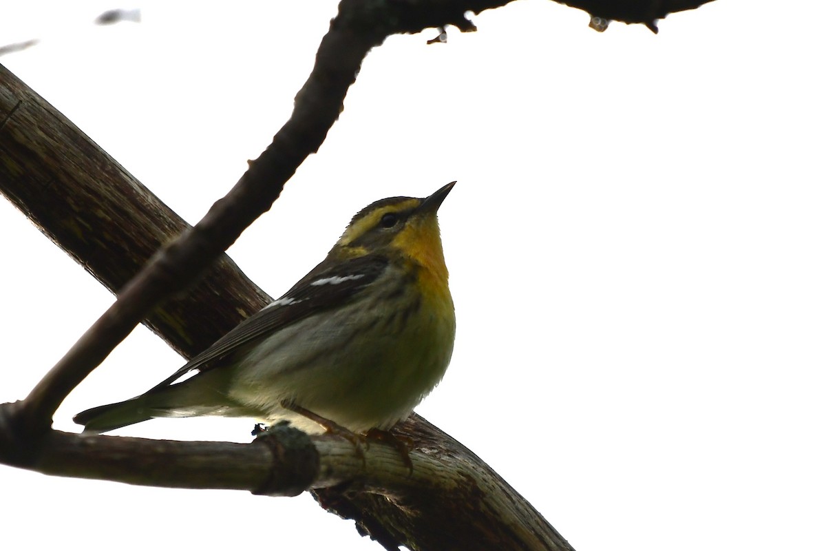 Blackburnian Warbler - ML619197763