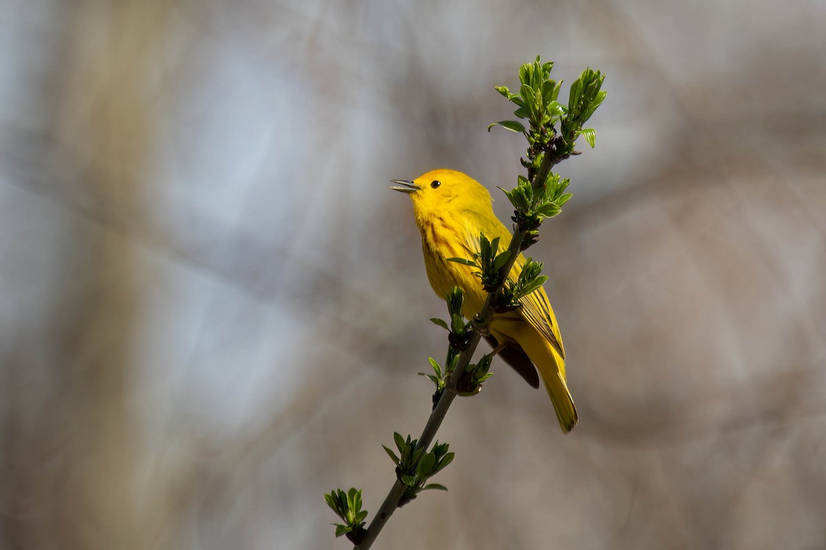 Yellow Warbler - Marina Germain