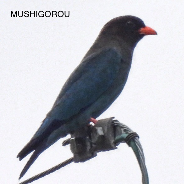 Dollarbird - Shinsuke Kikuchi