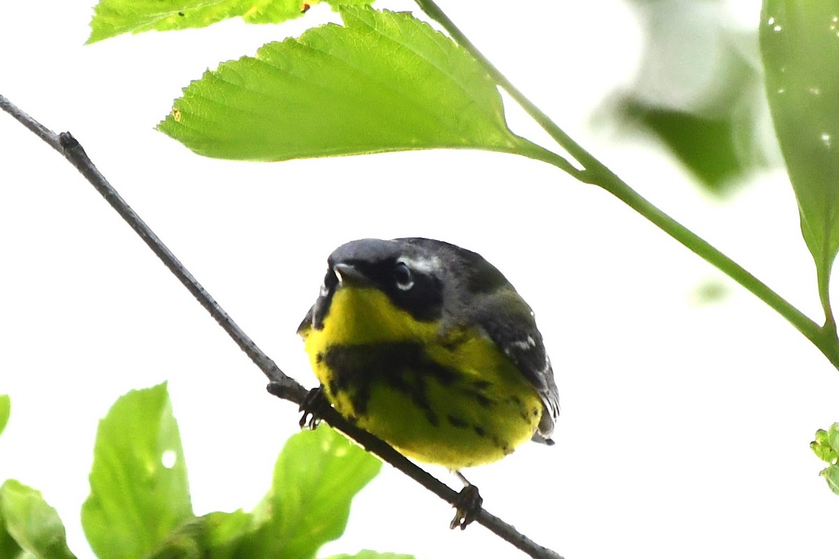 Magnolia Warbler - Winston Poon