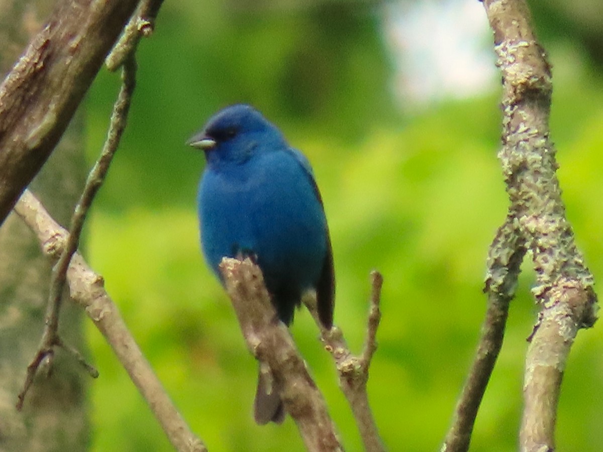 Indigo Bunting - John Gaglione