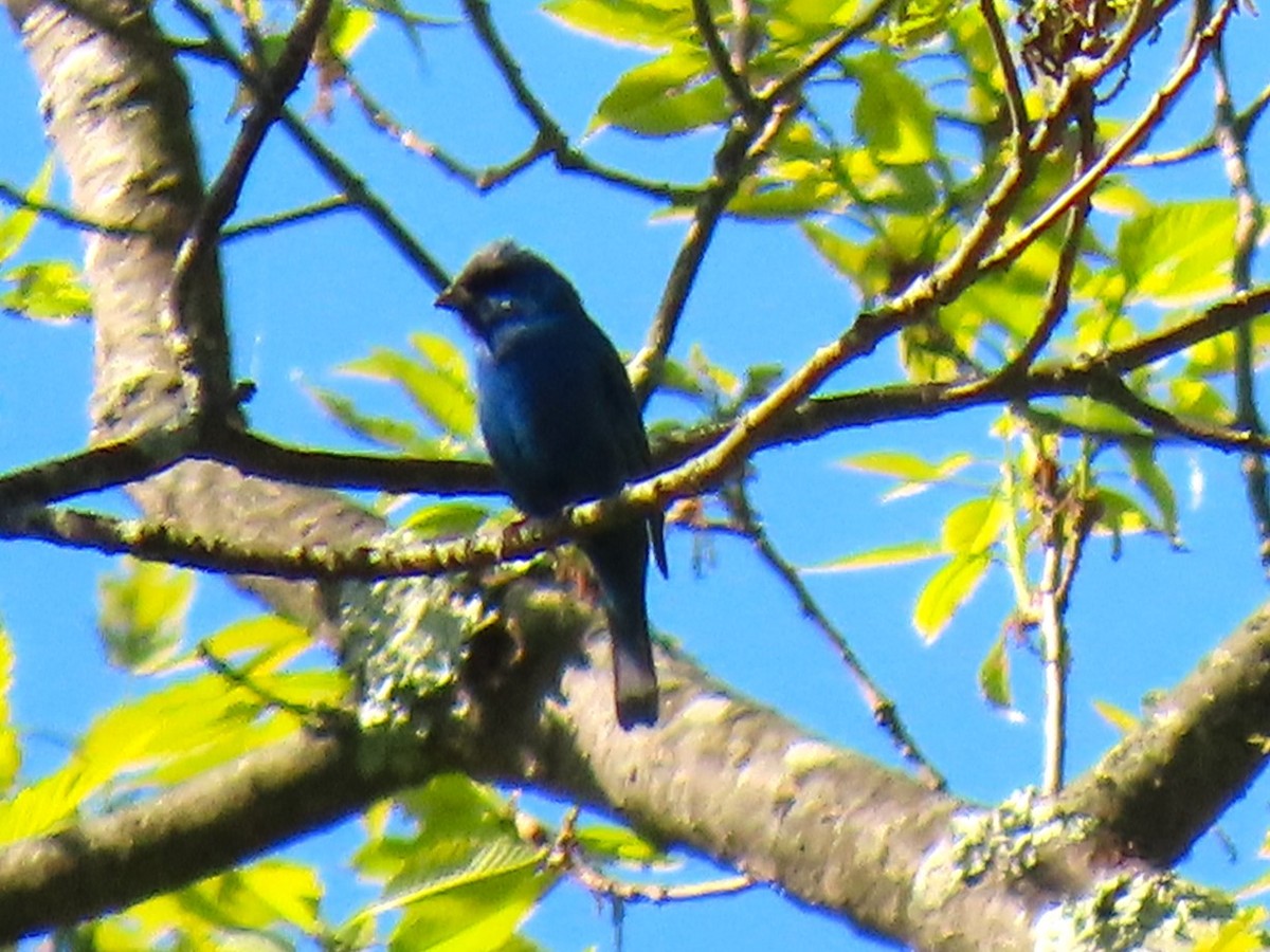 Indigo Bunting - John Gaglione