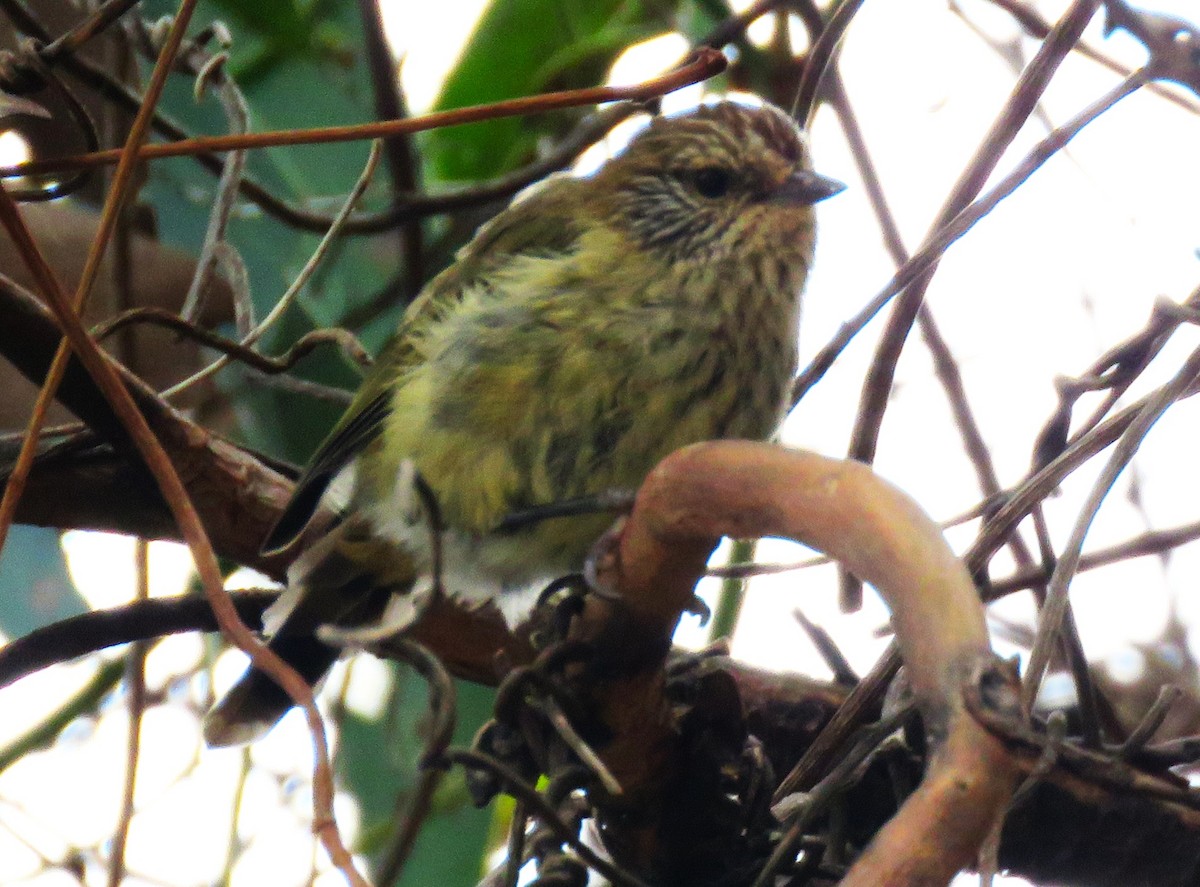 Striated Thornbill - sean clancy