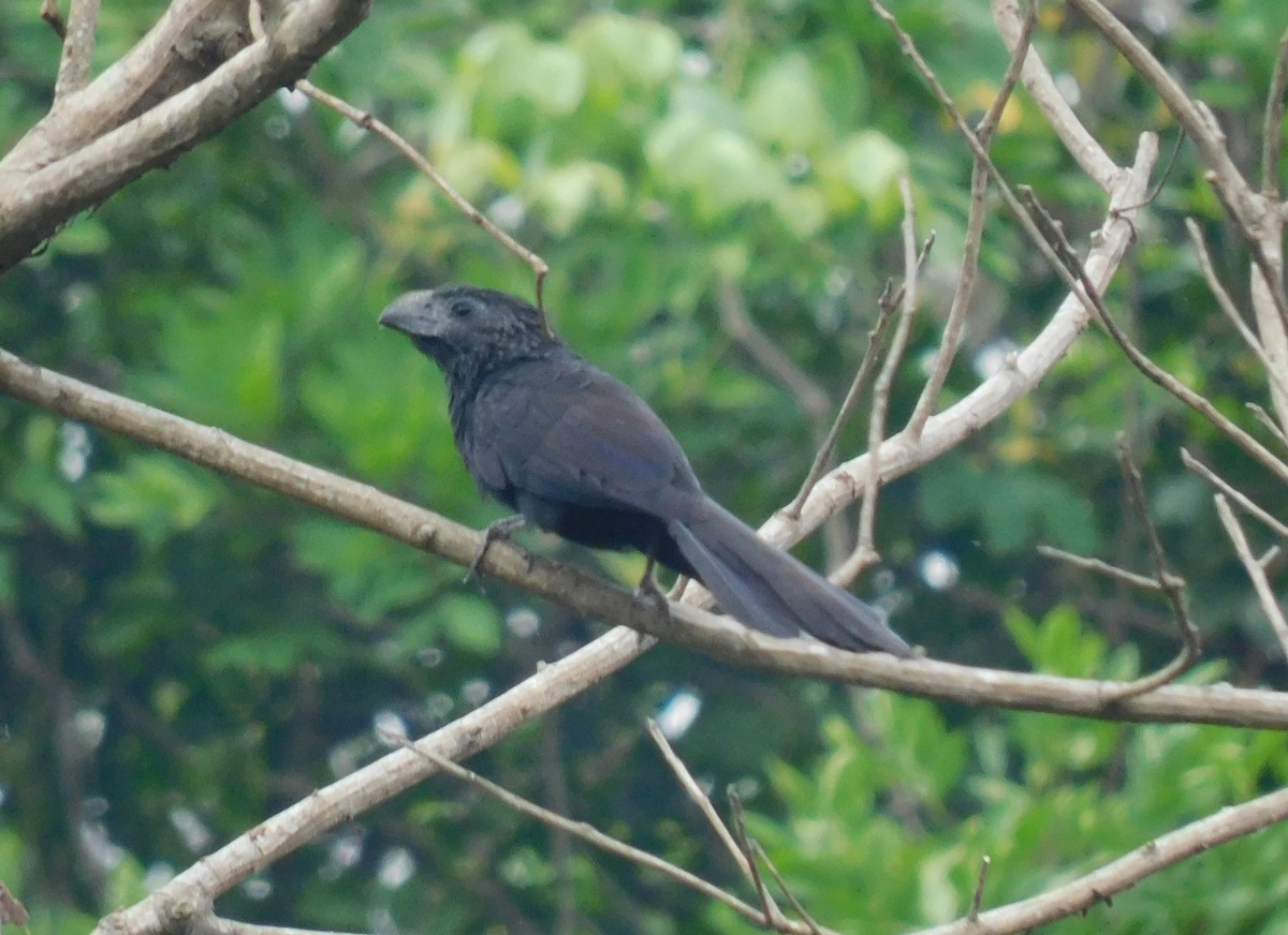 Groove-billed Ani - Luis Manuel Gómez