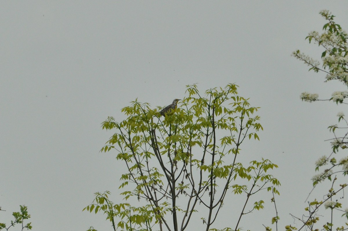 Eastern Meadowlark - ML619197819