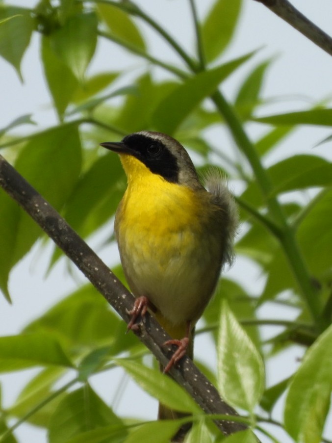 Common Yellowthroat - Alex Gutjahr