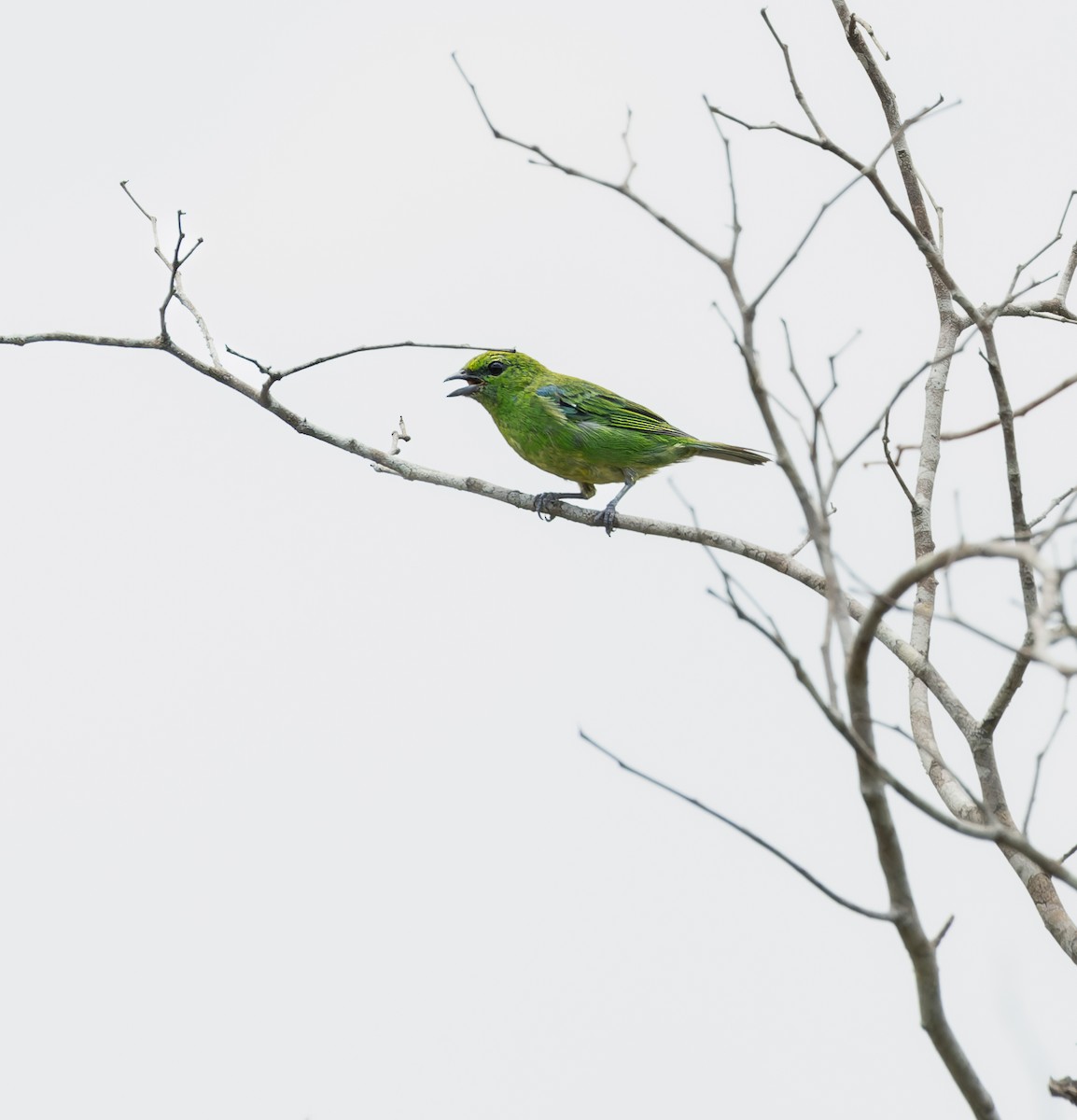 Dotted Tanager - Valéria Boldrin Silva