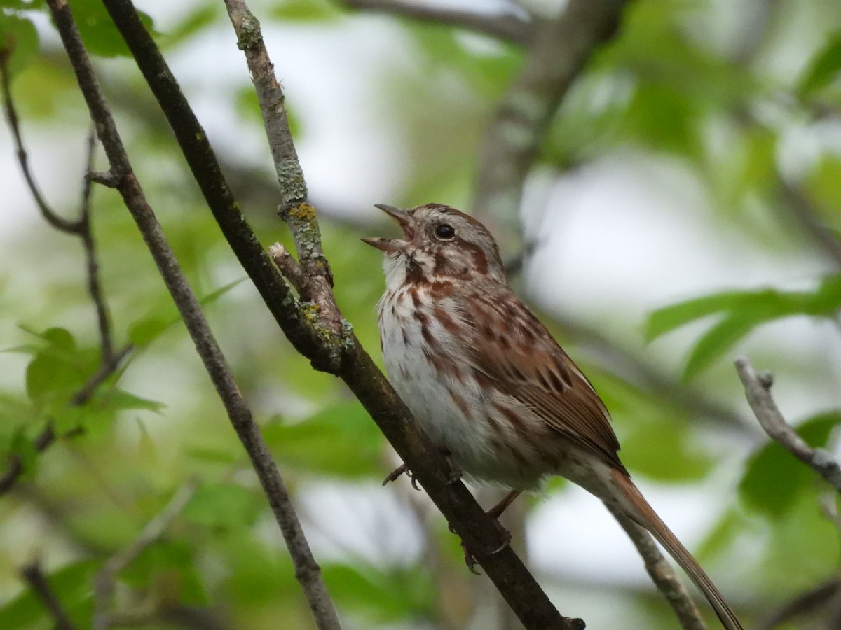 Song Sparrow - Alex Gutjahr