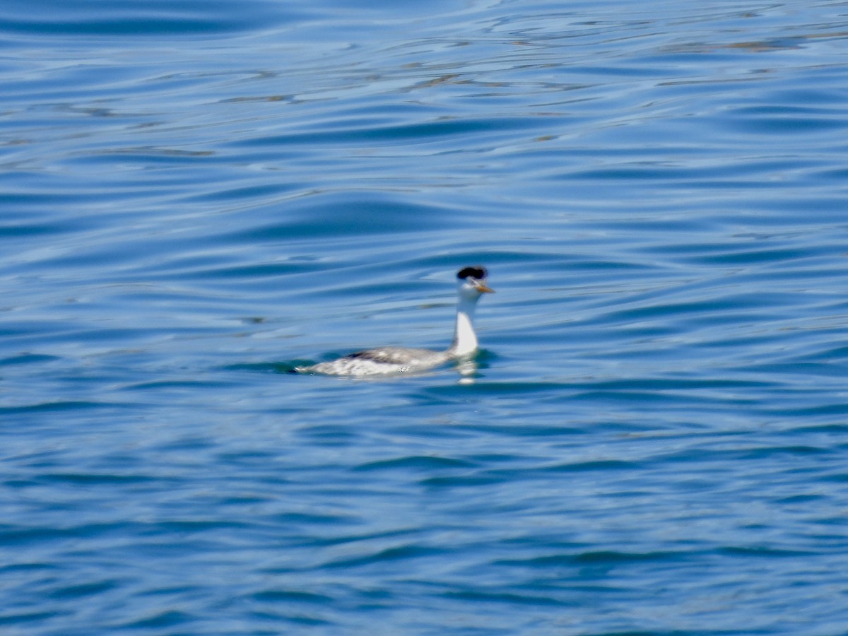 Clark's Grebe - Dana Cox