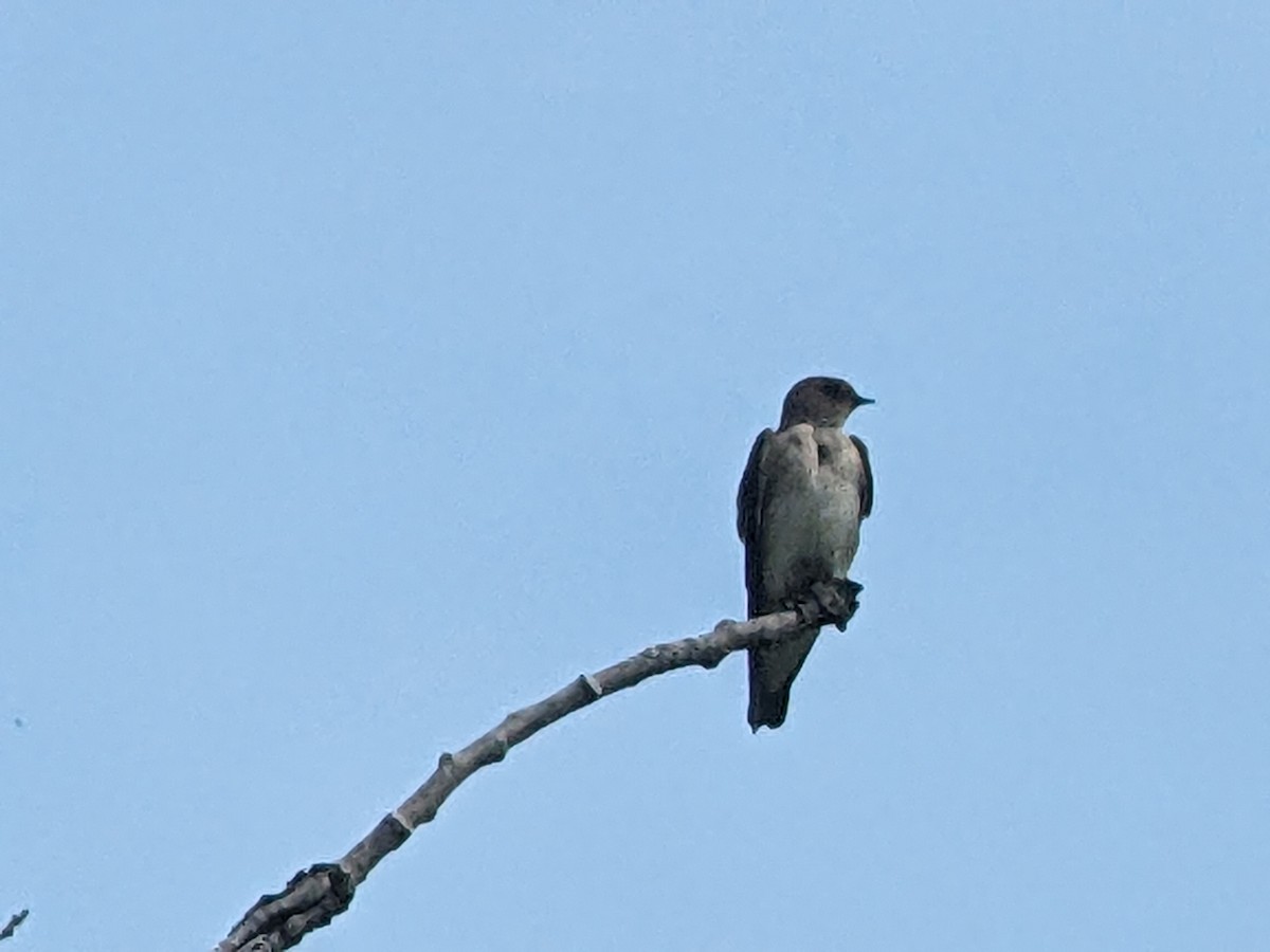 Northern Rough-winged Swallow - jean bernier