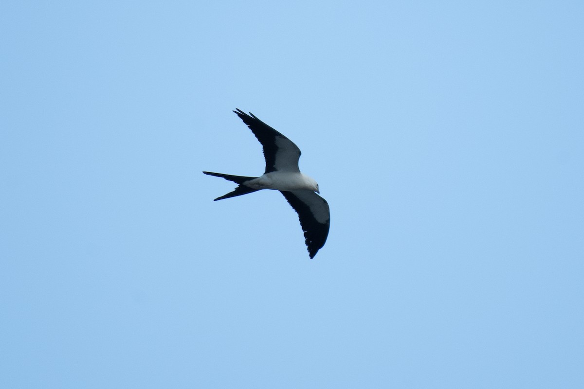 Swallow-tailed Kite - Niels Geelen