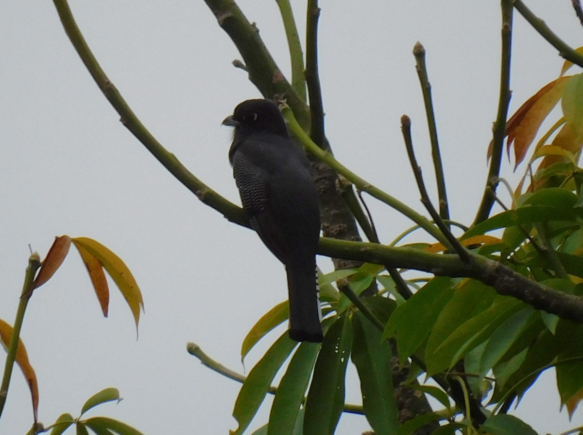 Gartered Trogon - Luis Manuel Gómez