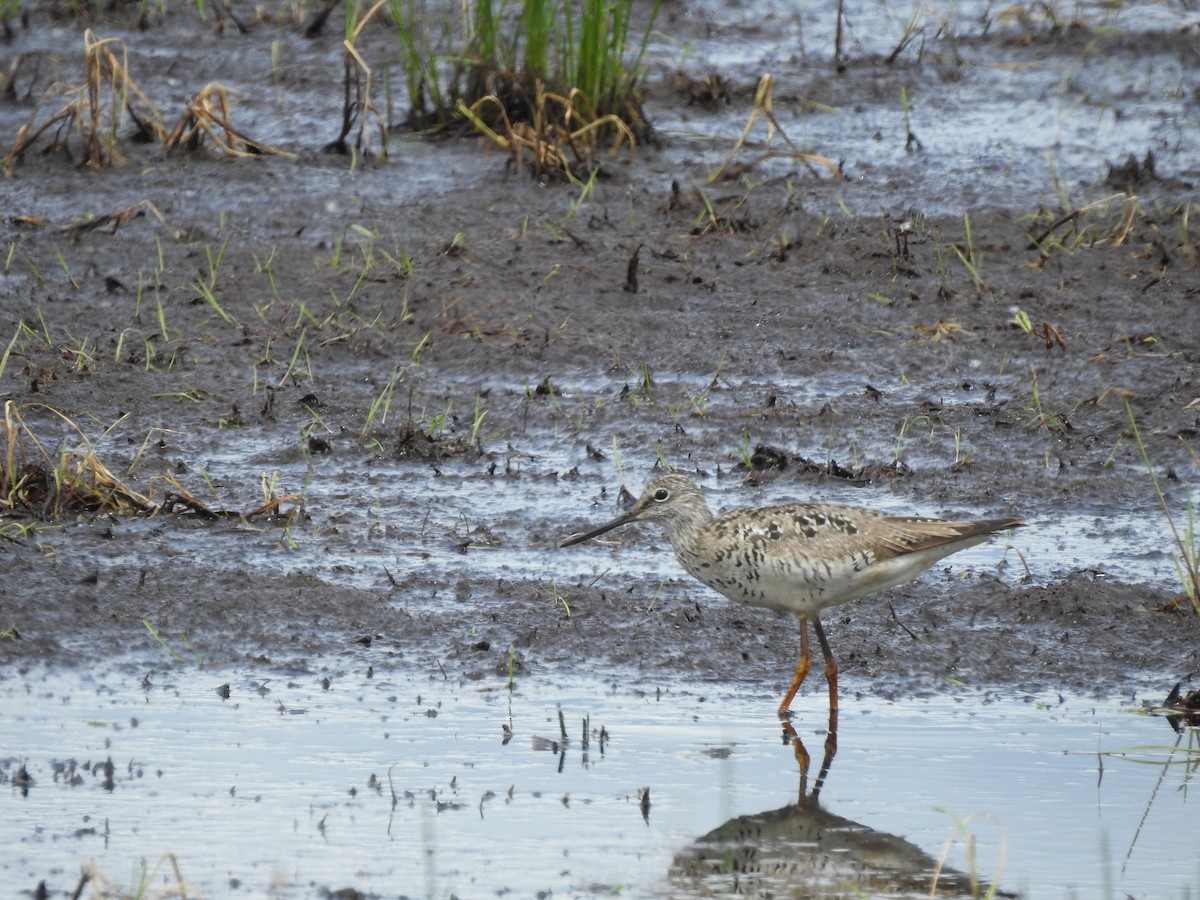 Greater Yellowlegs - Peter Erickson