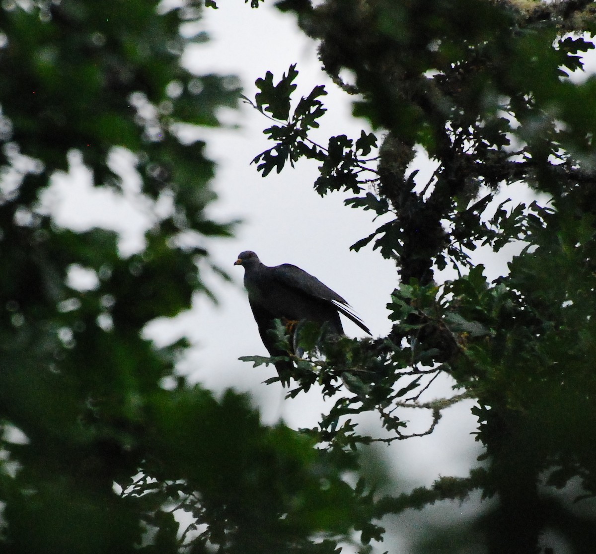 Band-tailed Pigeon - ML619197885