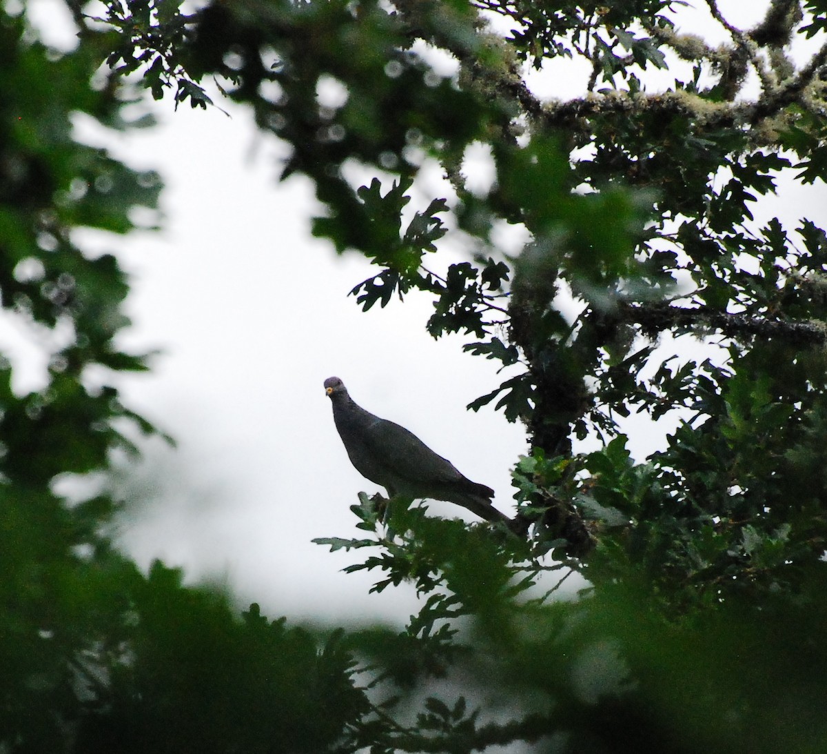 Band-tailed Pigeon - Max Thayer