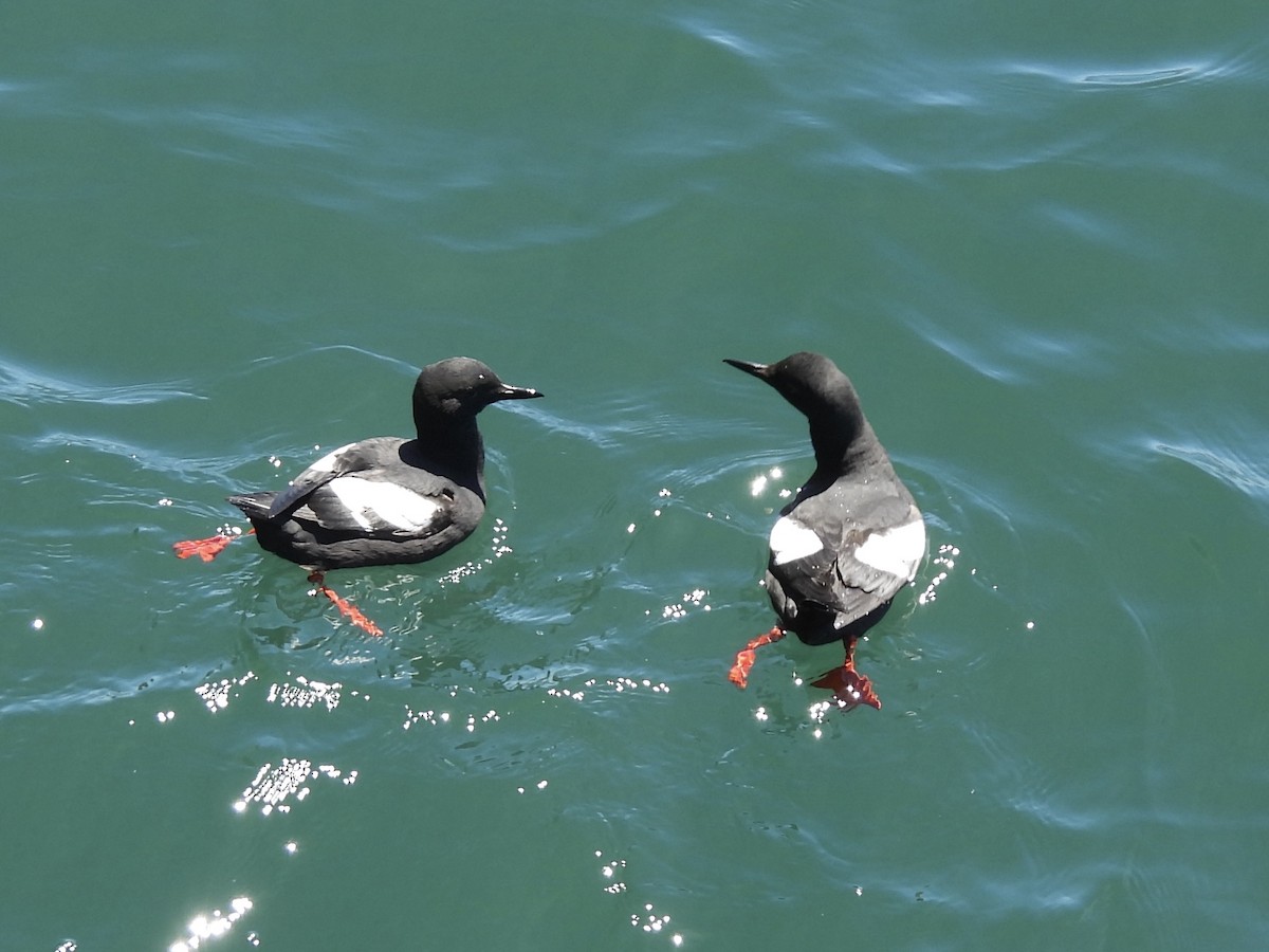 Pigeon Guillemot - Dana Cox