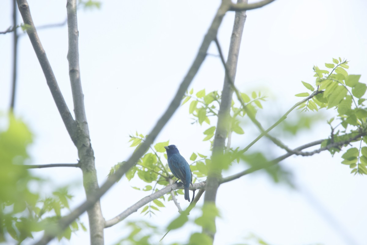 Indigo Bunting - Paul Miller