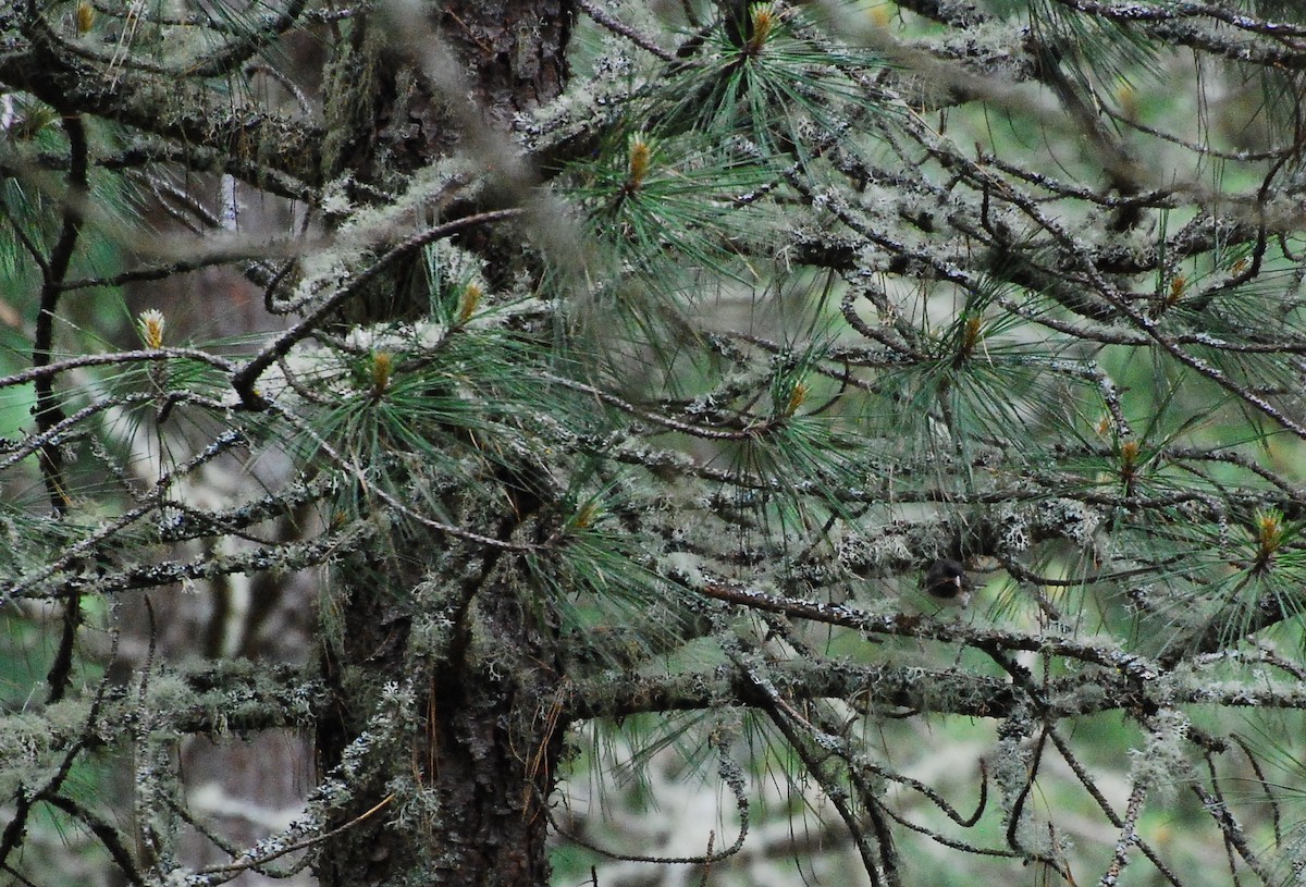 Dark-eyed Junco - ML619197904