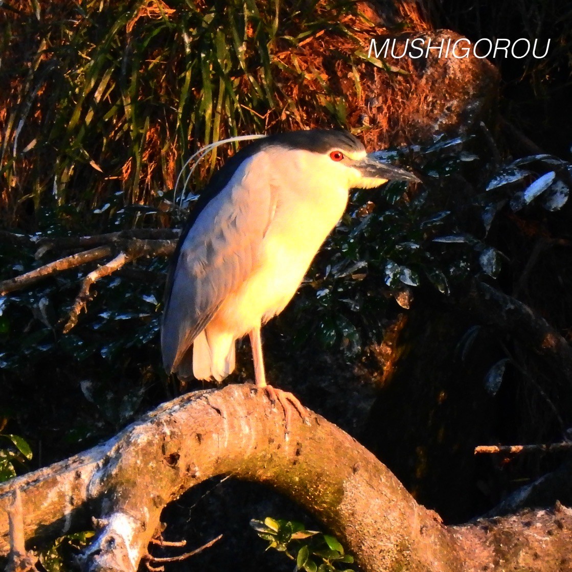 Black-crowned Night Heron - Shinsuke Kikuchi