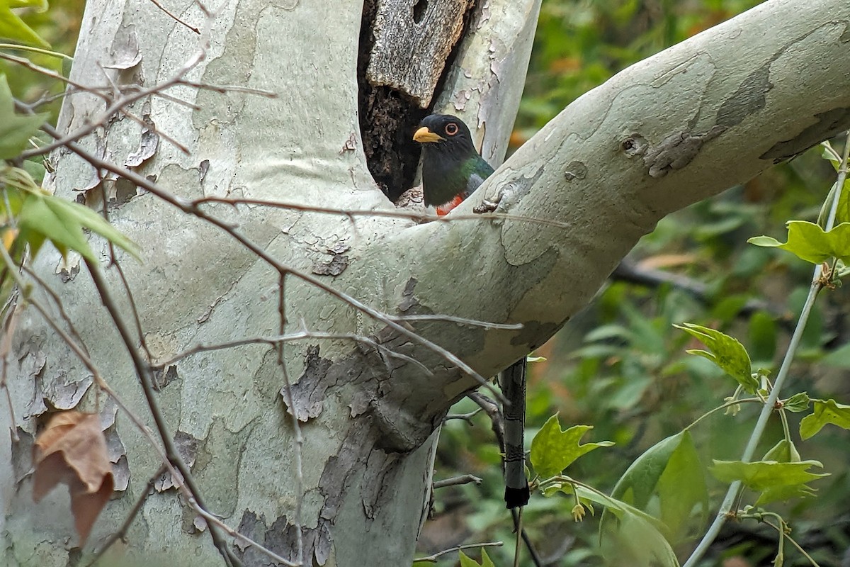 Elegant Trogon (Coppery-tailed) - ML619197913