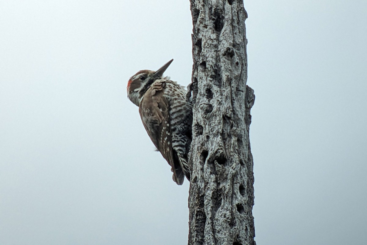 Arizona Woodpecker - Richard Fray