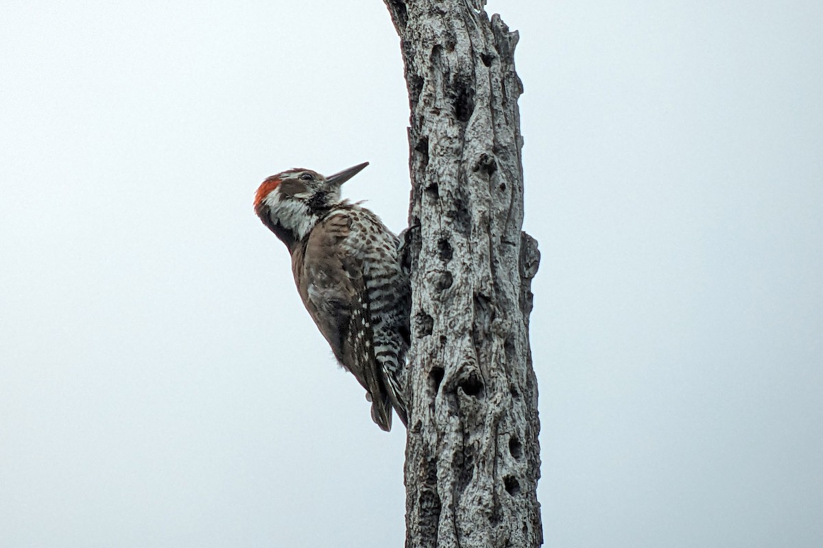 Arizona Woodpecker - Richard Fray