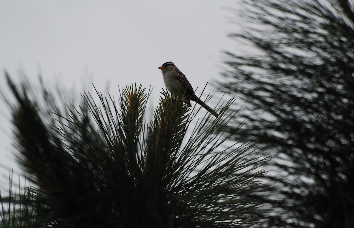 White-crowned Sparrow - ML619197924