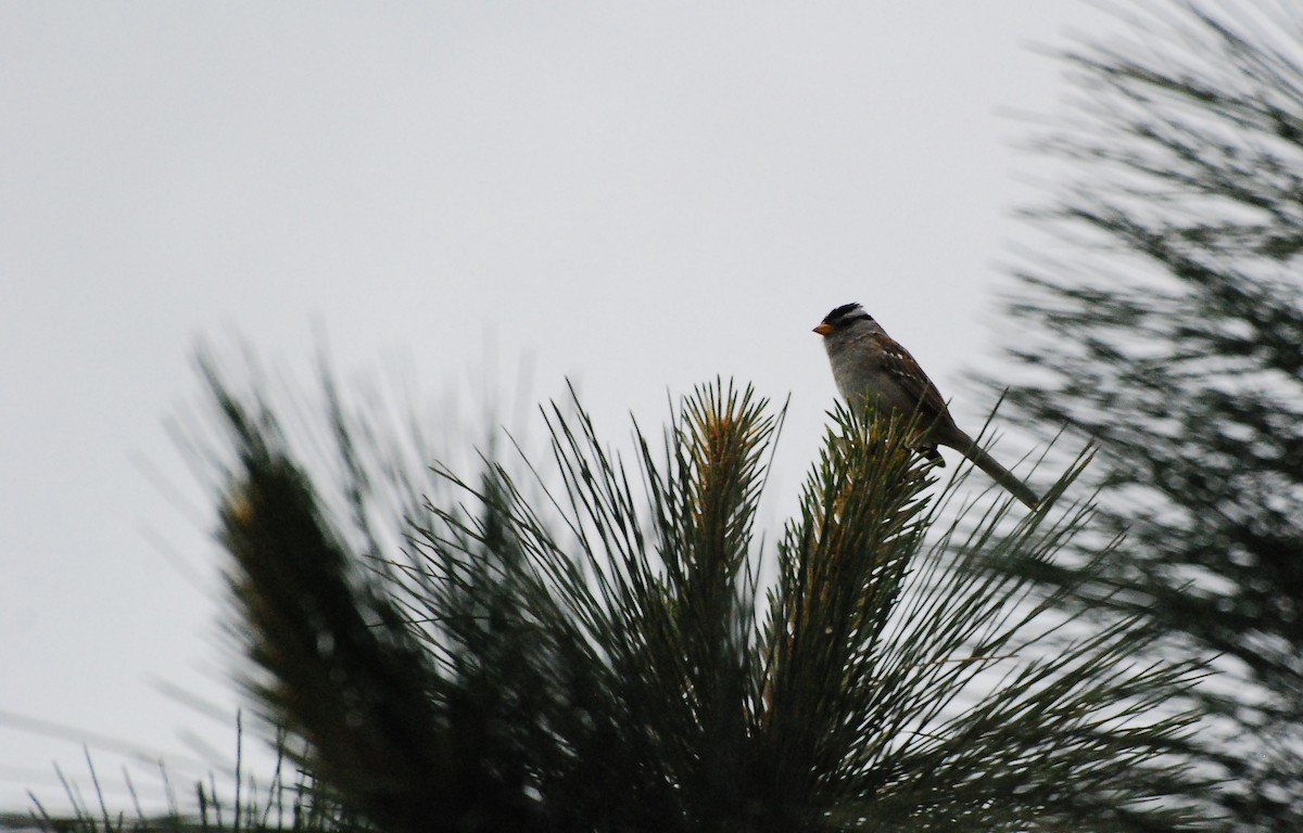 White-crowned Sparrow - ML619197925