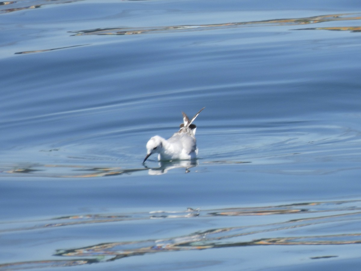 Bonaparte's Gull - Dana Cox