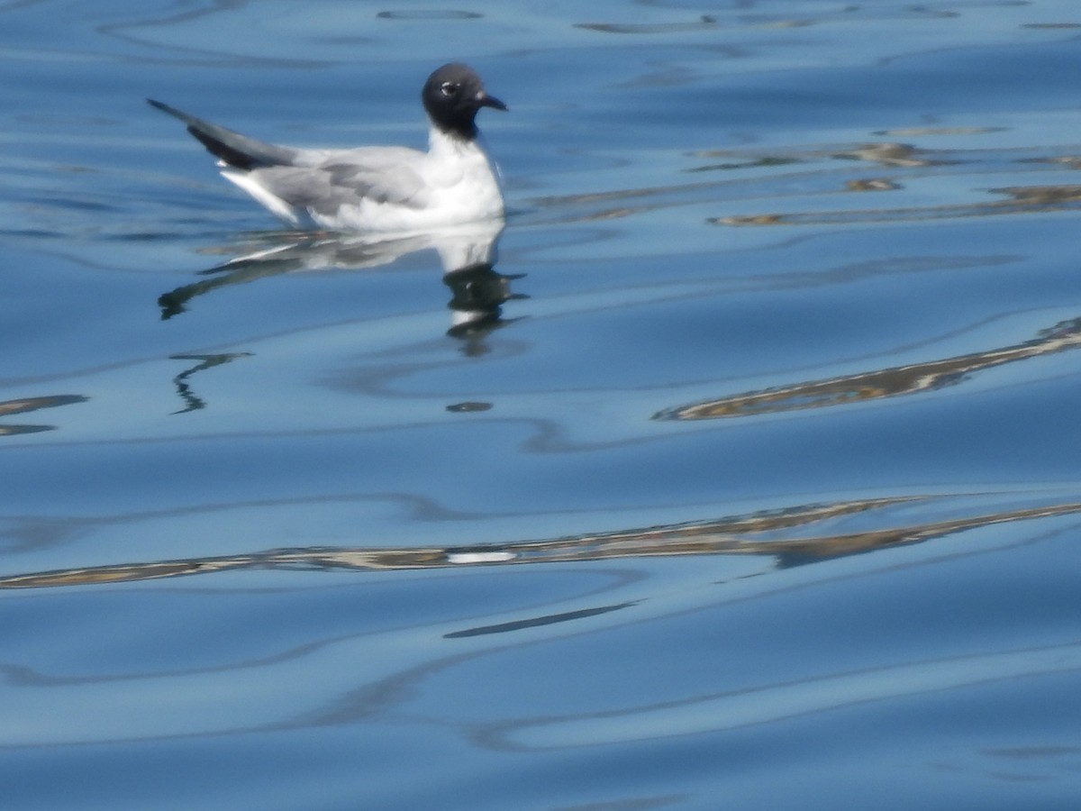 Bonaparte's Gull - Dana Cox