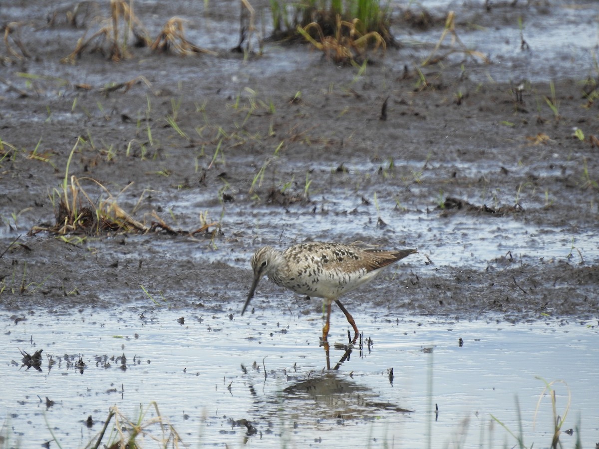 Greater Yellowlegs - Peter Erickson