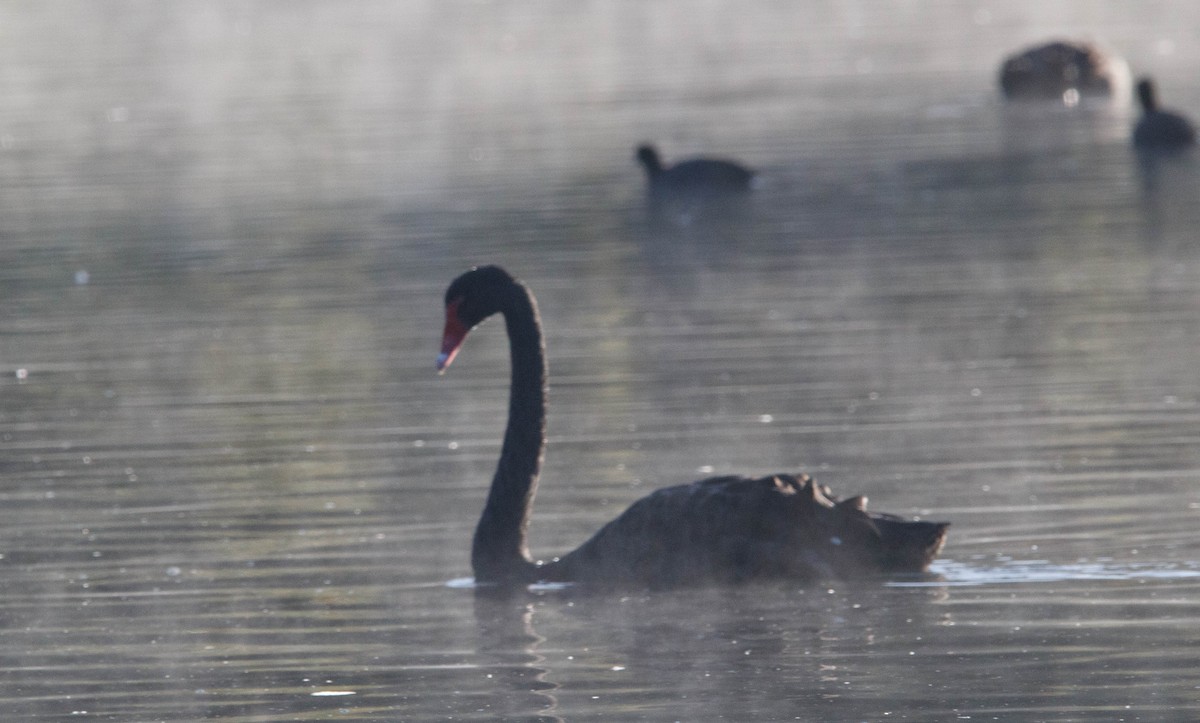 Cisne Negro - ML619197957