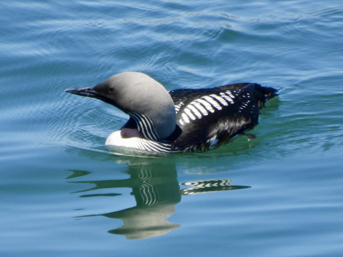 Pacific Loon - Dana Cox