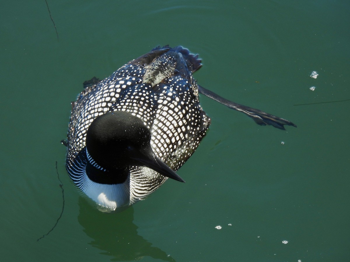 Common Loon - Dana Cox