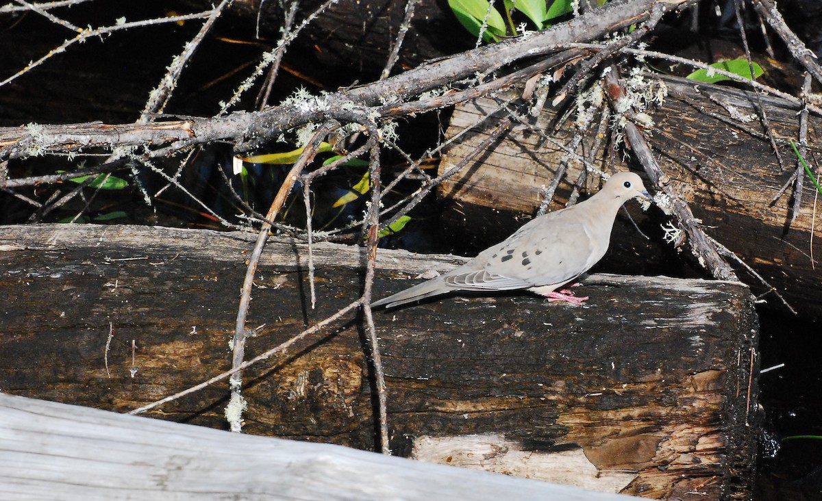 Mourning Dove - ML619197971